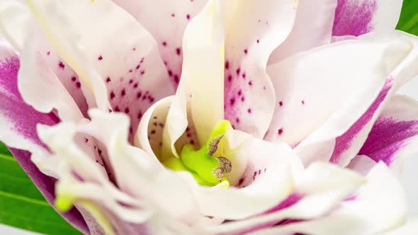 Beautiful White Lily Flower Bud Blooming Timelapse, Extreme Close Up. Time Lapse of Fresh Lilly alt