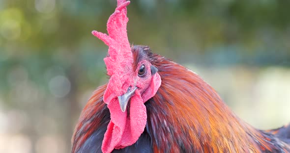 Close up footage of a beautiful rooster