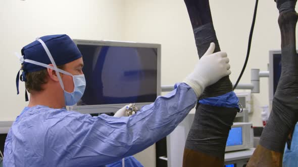Surgeon operating a horse in operation theater 4k
