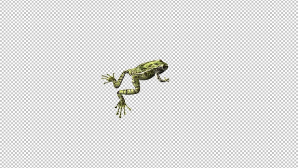 Jumping Frog - Green Leopard - Hopping Transition - Back Side Angle - Alpha Channel