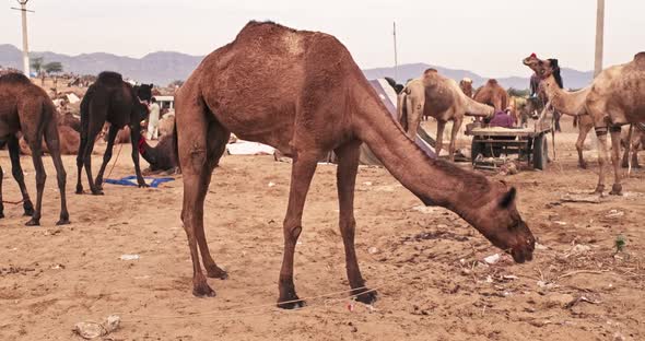 Camels at Pushkar Mela Camel Fair Festival in Field Eating Chewing alt
