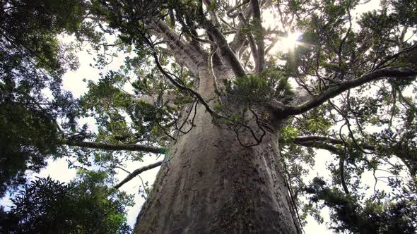 Huge Hauri Tree in Primeval Forest in New Zealand Nature alt