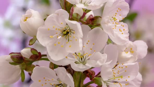 Cherry Blossom on Pink Timelapse alt