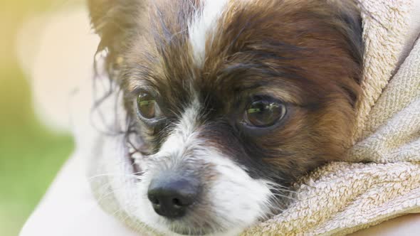 Dog Papillon After a Bath Drying in towel. Pet in grooming salon.