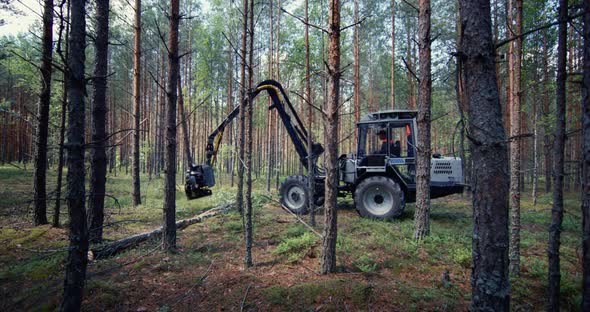 The tractor is sawing wood with a special saw, industrial wood processing.