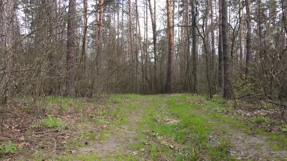 Aerial View of the Road Inside the Forest alt