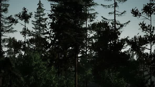 Misty Nordic Forest in Early Morning with Fog alt