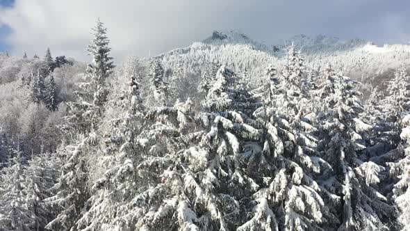 Spectacular Winter Landscape   Aerial Images Over Snowy Fir Trees In The Mountains alt