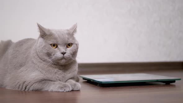 Large Fat Gray British Domestic Cat Sits on Floor Near an Electronic Scale alt
