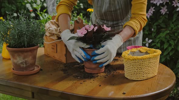 Female Hands Replants Balsam Plant Into Ceramic Pot Outdoors alt