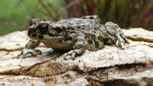 European green toad on a rock  alt