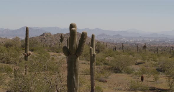 A desert landscape with cactus and distant mountains alt