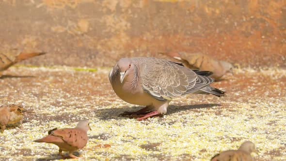 White winged dove (Patagioenas picazuro) eating ground corn on the garden floor. alt