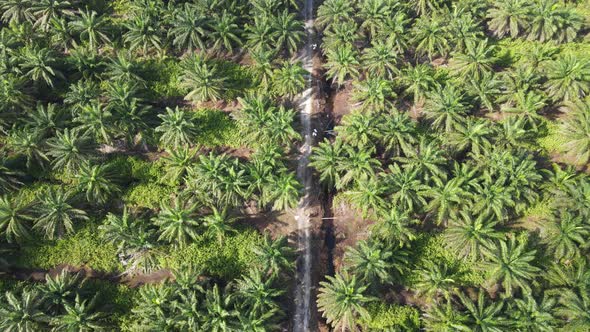 Aerial View of The Palm Oil Estates alt