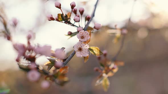 Blossoming Apricot Tree Branches
