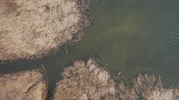 AERIAL: Top Down View of Reeds Waving in the Wind with Rippling Surface of the Lake