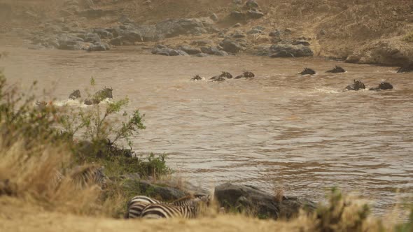 Gnus crossing river  alt