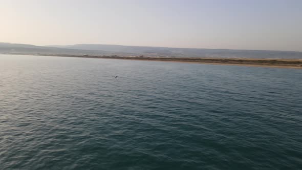 Birds Flying Over The Delta alt