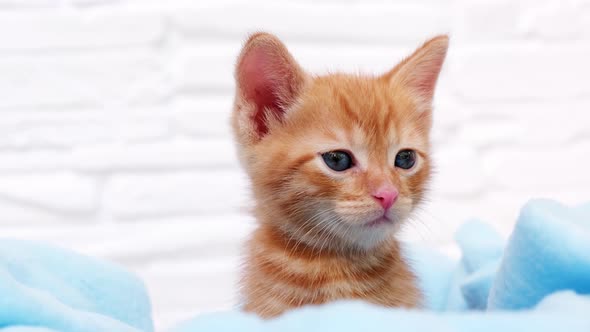 Close up ginger tabby curious kitten sits in a blue blanket and looks around.
