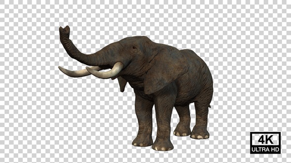 Elephant Idle Trumpet Angle View alt