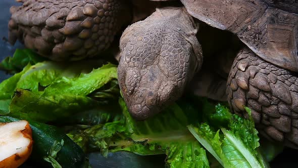 Turtle Is Eating Vegetable