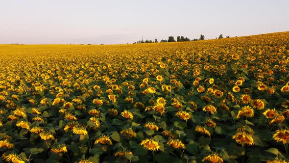 Aerial Drone View Flight Over Ver Field with Ripe Sunflower Heads alt