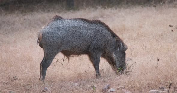 Male Indian Wild Boar Grazing in Ranthambore National Park, Rajasthan, India alt