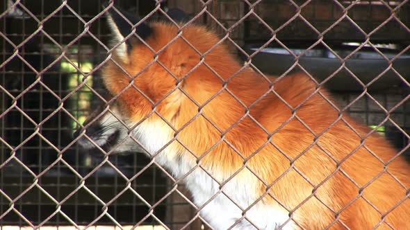 Red Fox In Cage Looking Outside. alt