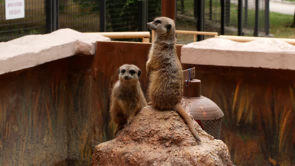 Meerkats are out of will. Meerkat in the zoo. Young meerkats. High quality 4k video close-up.