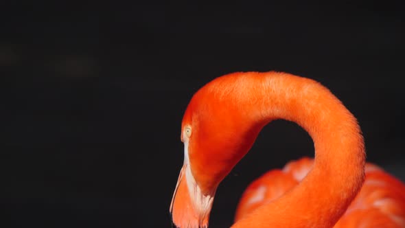 Flamingo alt