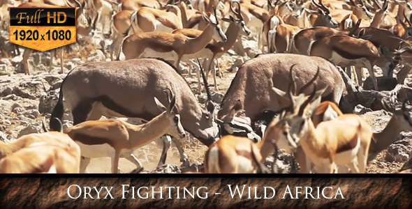 Oryx Fighting Wild Africa