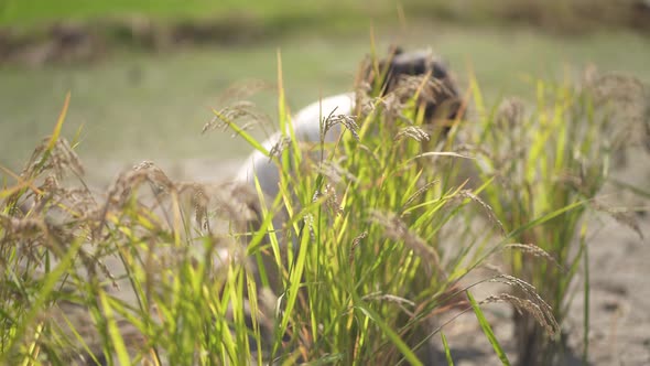 woman harvesting rice alt
