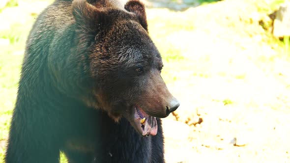 Portrait of brown bear on blurred background slow motion.