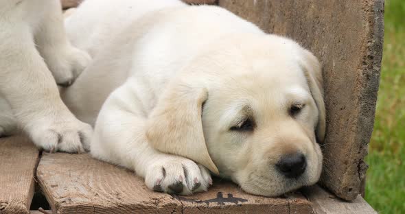 Labrador Retriever, Yellow Puppy in a Wheelbarrow, Sleeping, Normandy in France, Slow Motion 4K alt