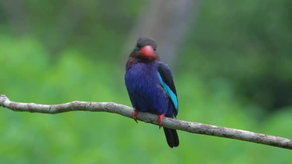 front view of a beautiful javan kingfisher perched on a tree branch alt