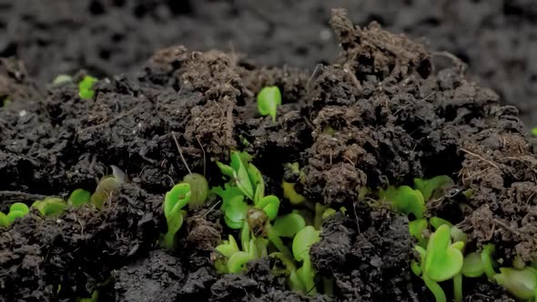 Macro Close Up Microgreens Arugula Sprouts Growing  Timelapse Slider Shot