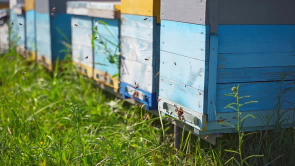 Row of beehives on green grass. Busy bees flying into the wooden hive.  alt