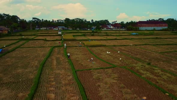 Traditional asian food production scene, rice harvest in Bali. Drone flyover plantation with workers alt