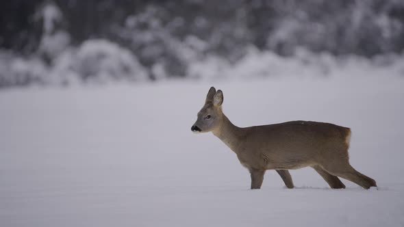 WIld deer walking in nature captured in a snow biome in slow motion. Nature covered in snow. alt