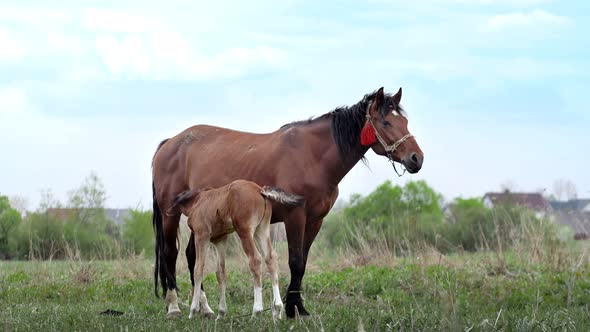 The mare grazes in the field and feeds her cub with milk. alt