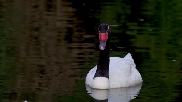 An adult black-necked swan floating alone on a lake looking around searching for food alt