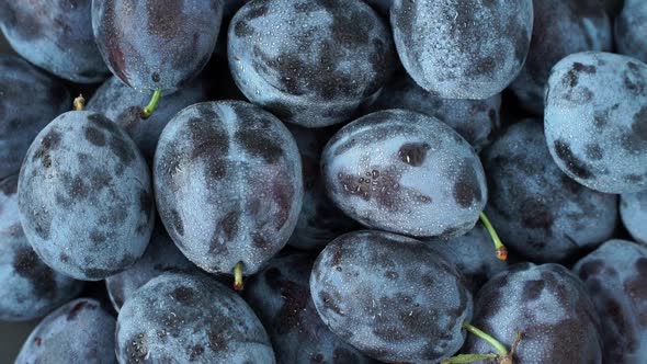 Top View of Fresh Ripe Purple Plums with Water Drops Rotate on Board