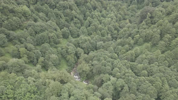 Mtirala National Park from drone, Adjara, Georgia. Flying over subtropical mountain forest alt