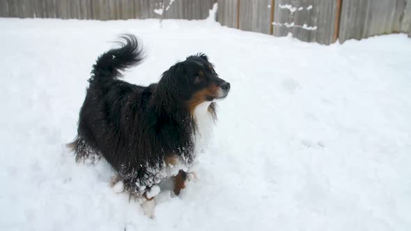 full body, miniature Australian Shepherd dog wagging tail in attention alt