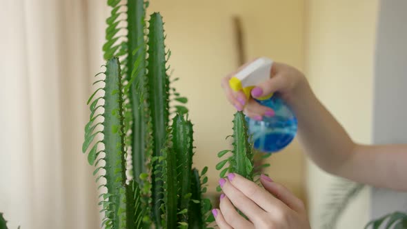Hands Water Spraying Cactus alt