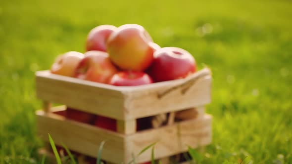 Wooden crate full of red ripe shiny fresh apples standing on the green grass