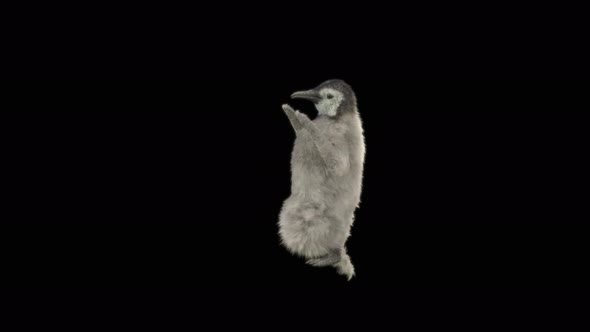 75 Penguin Dancing 4K alt