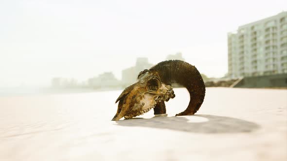 Closeup of a Skull Laying on the Wet Sand alt