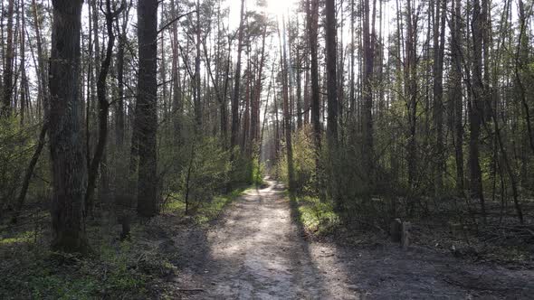 Road in the Forest During the Day Slow Motion alt