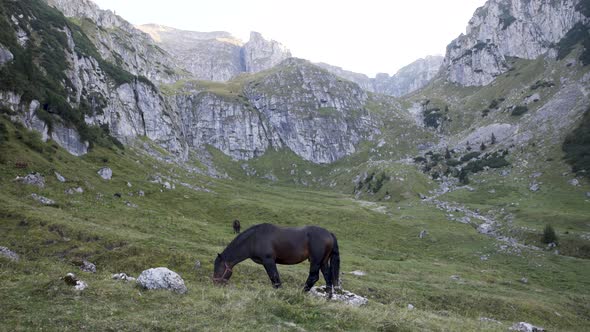 Horse Eating Fresh Grass on top of the Mountain 